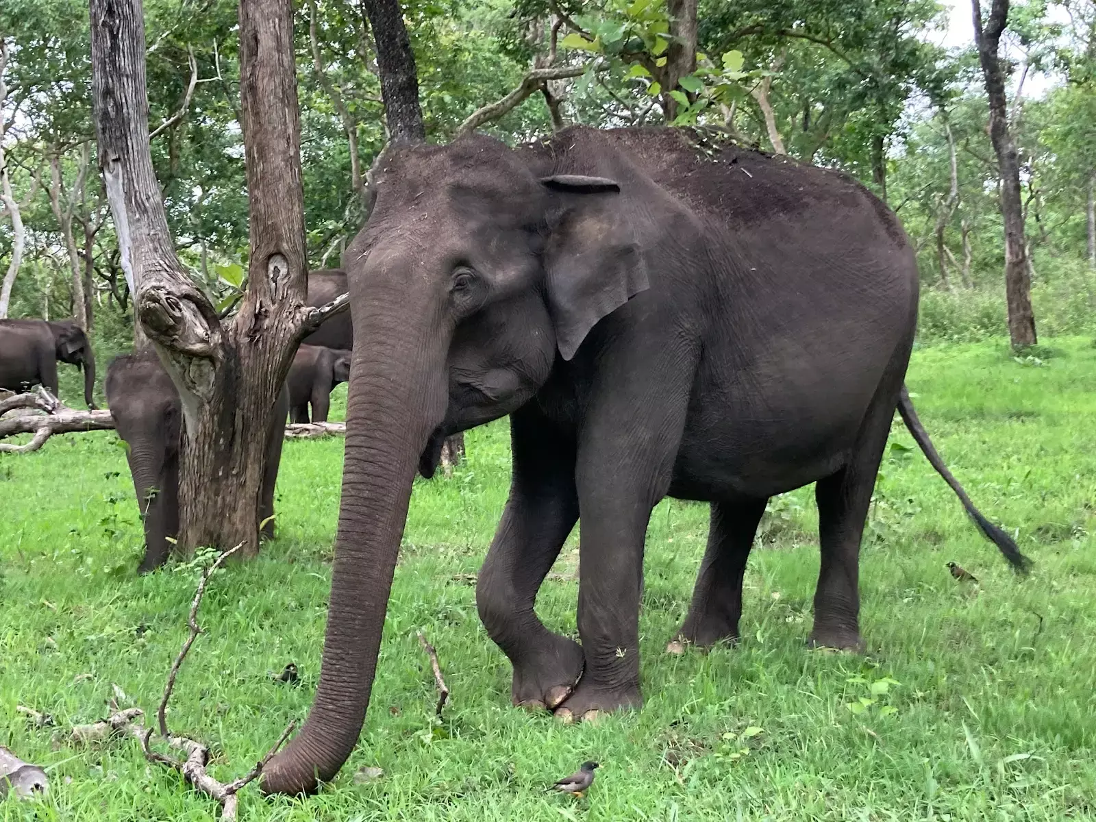 TN Allocates Rs.20 Cr to Curb Human-elephant Conflict  https://www.deccanchronicle.com/southern-states/tamil-nadu/tn-allocates-rs-20-crore-to-curb-human-elephant-conflict-1978794