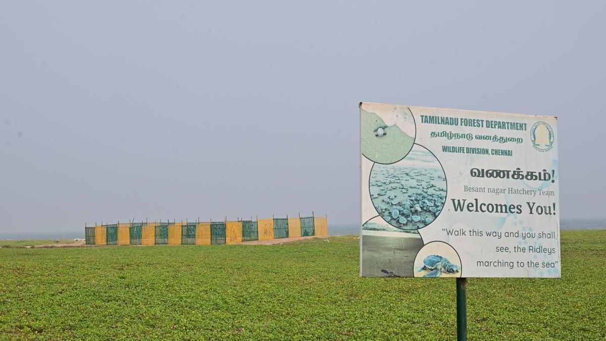 Hatchery for Olive Ridley nesting set up at Besant Nagar beach