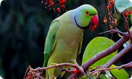 Birds