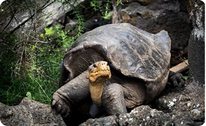Turtles