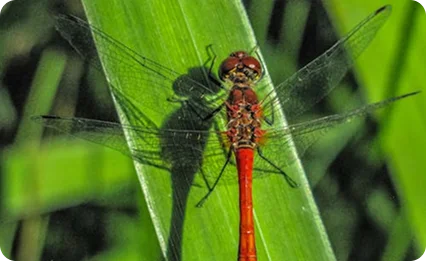 Dragonflies